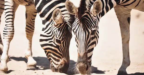 Badoca Safari Park Website